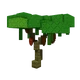 Cacao