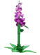 Foxglove