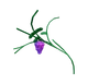 Grape