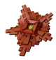 Rafflesia