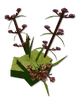 Speargrass