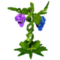 Grape