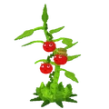 Tomatrio